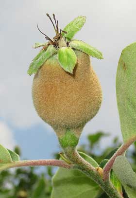 膨らんできたマルメロ