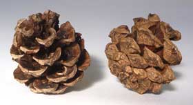 ハクショウの松ぼっくり