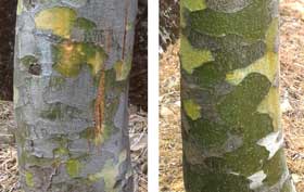 ハクショウの幹肌