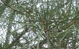 ハクショウの松葉