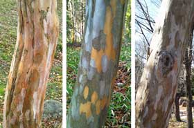 きれいな幹肌のサルスベリ・ナツツバキ・リョウブ