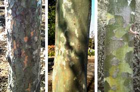 きれいな幹肌のアキニレ・プラタナス・ハクショウ