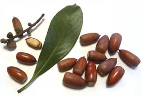 マテバシイの実と葉