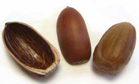 マテバシイの実の殻と中身