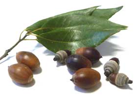 シラカシの実と葉