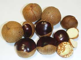 かわいいトチの実