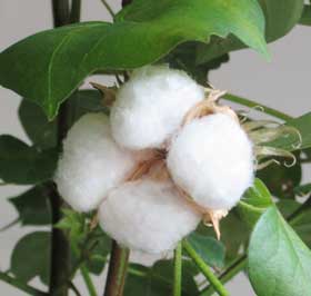 ふっくらとし開いたアメリカ綿の綿花