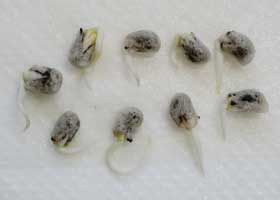 発芽中の９個のアジア綿の種子