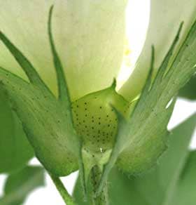 横から見た開花中のアメリカ綿の副萼と花外蜜腺