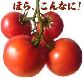 房なりの完熟中玉トマト
