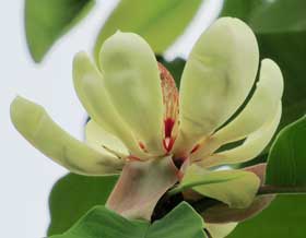 散蓮華（チリレンゲ）と似ているホオノキの花の花弁