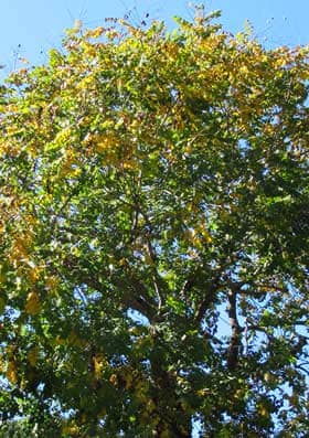 秋に黄葉するモクゲンジの大木