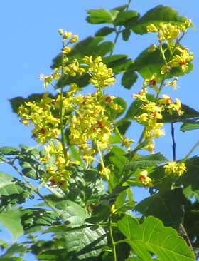 数珠の実がなるモクゲンジの黄色い花