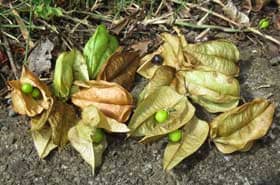 果皮が緑色から褐色　落果しているモクゲンジに見る実の成長過程