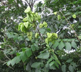 モクゲンジの木 羽状複葉の葉 枝先にたくさんの実をつける