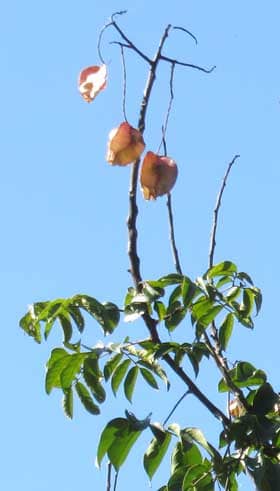 木にわずかな実の残るオオモクゲンジ