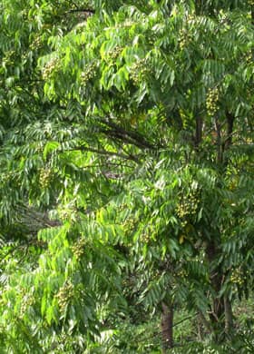 緑色の葉が茂り、未熟果がたくさんなっているムクロジの高木