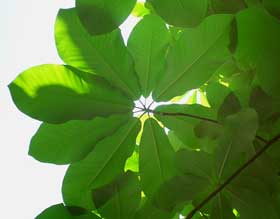 ソーラーパネルのように大きな葉を広げるホオノキ
