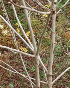 オニグルミの若木の枝ぶり