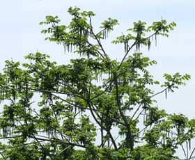 長い雄花が垂れ下がるオニグルミの大きな木