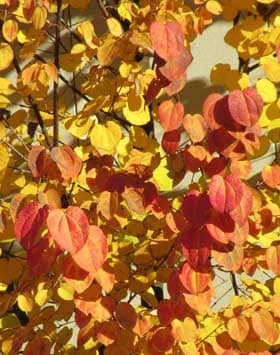 彩り美しい秋のカツラの葉